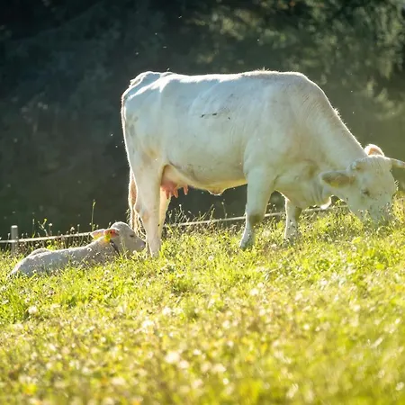 Hauserhof Am Goldberg Dellach (Hermagor)